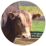 Criadores de Aberdeen Angus y de Limangus Criadores de Aberdeen Angus y de Limangus