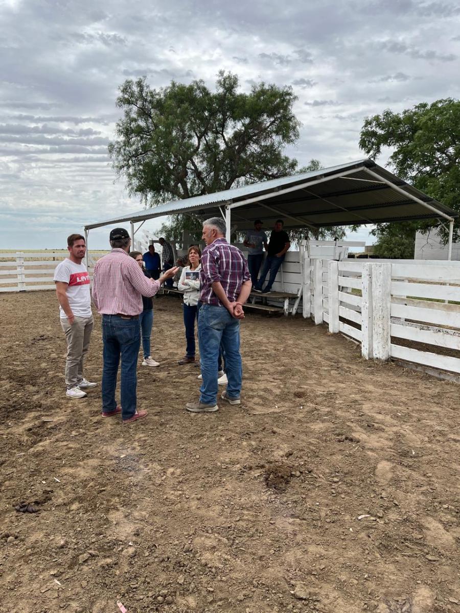 Limangus: La Raza que Revoluciona la Ganadería en Río Negro