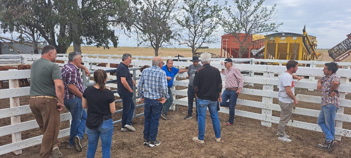 Limangus: La Raza que Revoluciona la Ganadería en Río Negro