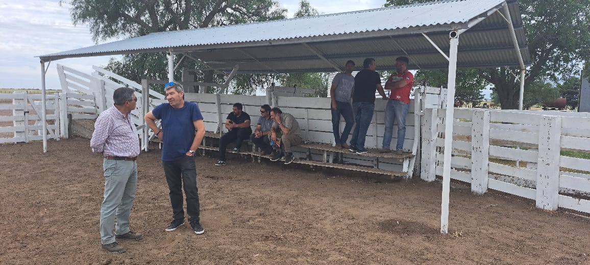 Limangus: La Raza que Revoluciona la Ganadería en Río Negro