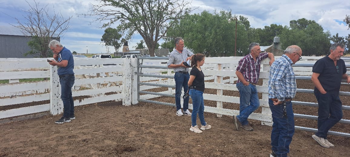 Limangus: La Raza que Revoluciona la Ganadería en Río Negro