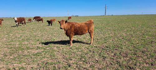 Limangus en el campo
