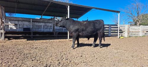 Reproductor Puro Pedigree