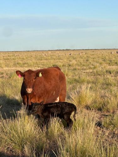 Salimos a recorrer las vaquillonas inseminadas de 15 meses con LA JOYA en plena paricion!!!