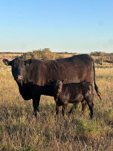 Salimos a controlar las vaquillonas inseminadas