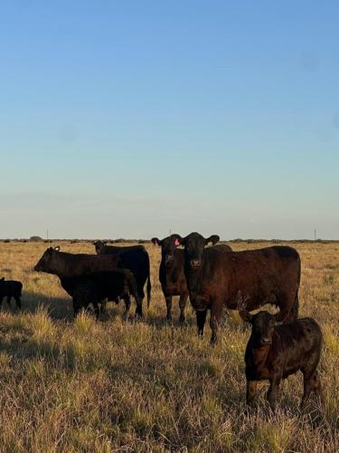 Salimos a controlar las vaquillonas inseminadas