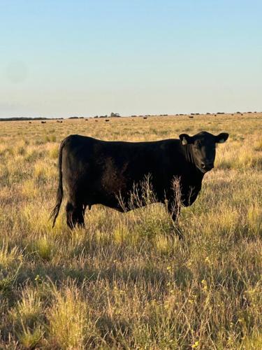 Salimos a controlar las vaquillonas inseminadas