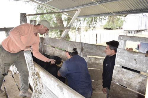 Trabajo de Inseminaciones en La Tonita