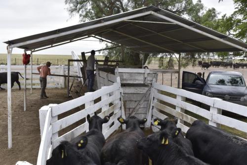 Trabajo de Inseminaciones en La Tonita