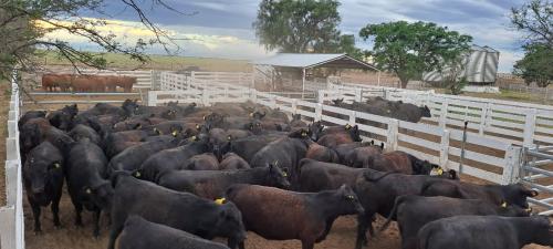 Inseminaciones de vaquillonas Angus y Limangus